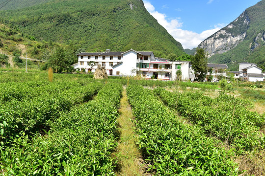 特色民居乡村风景