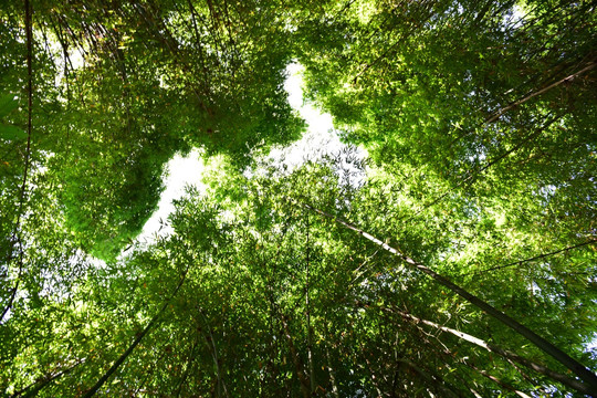 山间竹林