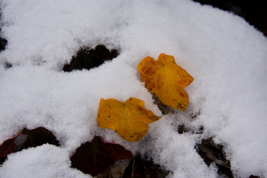 雪中红叶