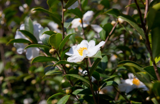 油茶树 油茶花