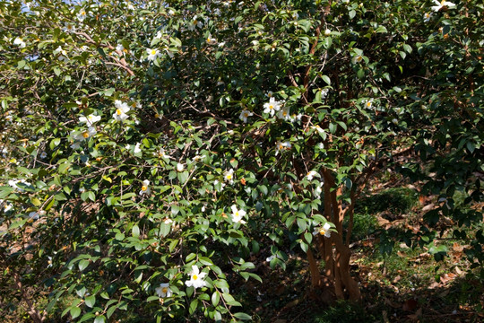 油茶树 油茶花