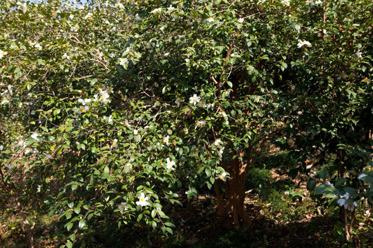 油茶树 油茶花