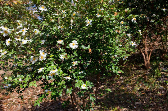 油茶树 油茶花