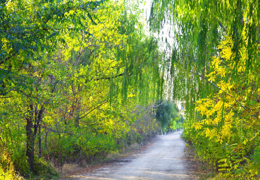 乡村小路 土路