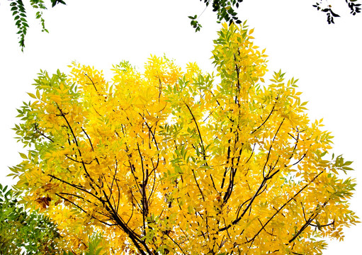树木 树枝 树叶 金黄