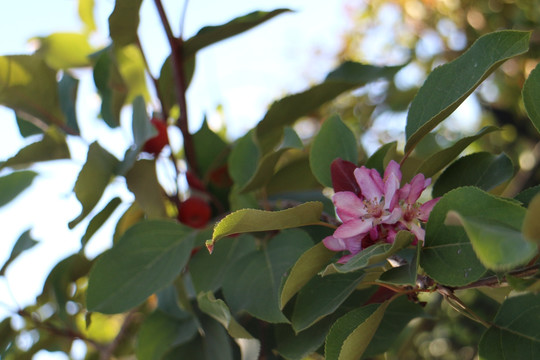 花果同枝