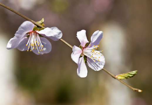 小粉花