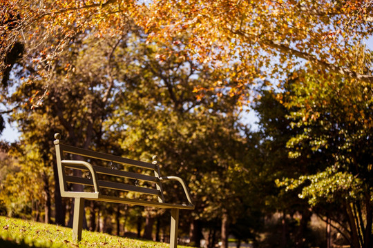秋季公园里的长椅