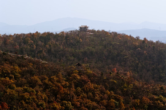 栖霞山枫叶