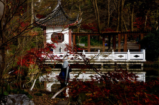 栖霞山枫叶