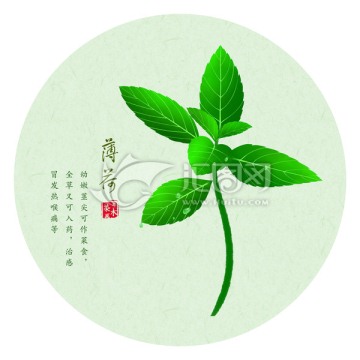 薄荷 手繪薄荷