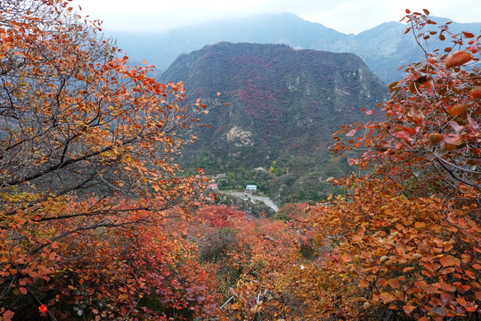 红叶 坡峰岭