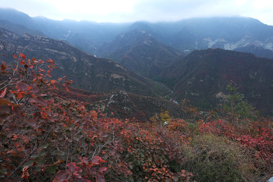 红叶 坡峰岭