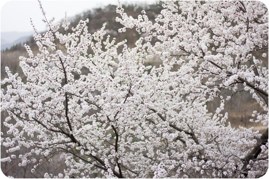 桃花