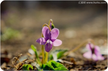 紫花地丁