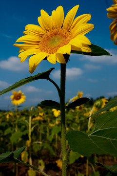 太阳花