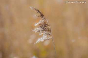 芦苇