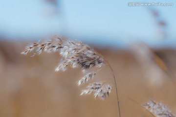 芦苇