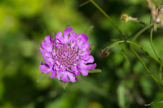 兰盆花