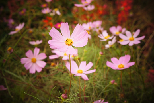 波斯菊