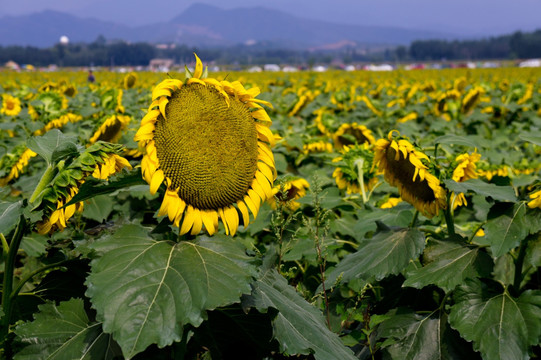 太阳花