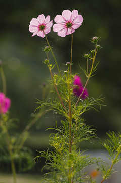 波斯菊