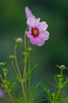 波斯菊