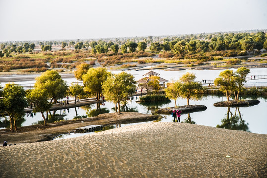 沙漠湿地胡杨林