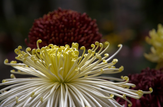 秋菊花