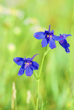 鸽子花