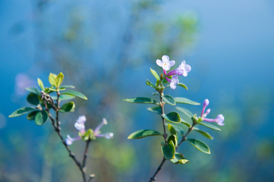 丁香花