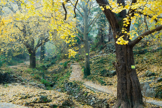 银杏树