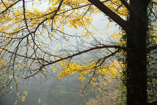 银杏树