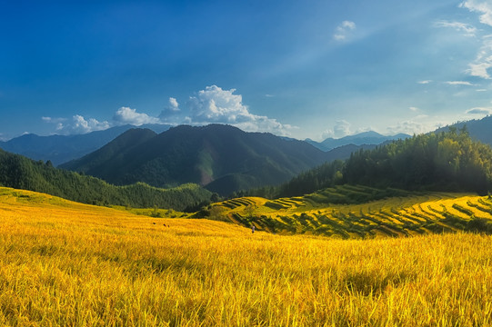 金秋梯田风景