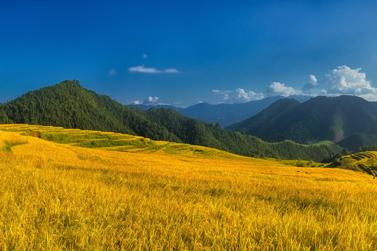 欧家梯田风景