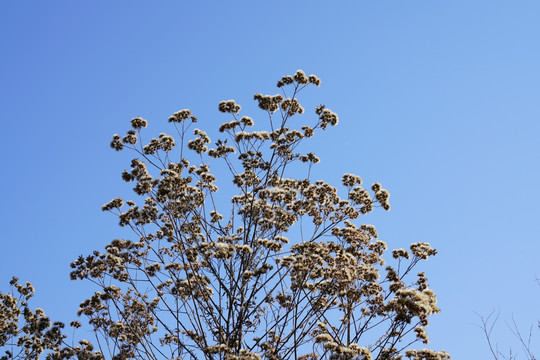 野外干花