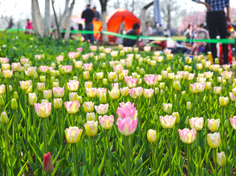 郁金香花园