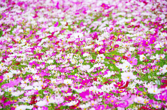 格桑花 三亚凤凰花海