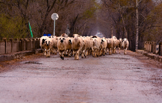去往草原的羊群