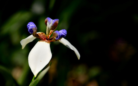 鲜花