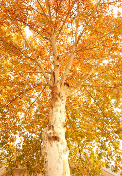 秋天大树 法桐