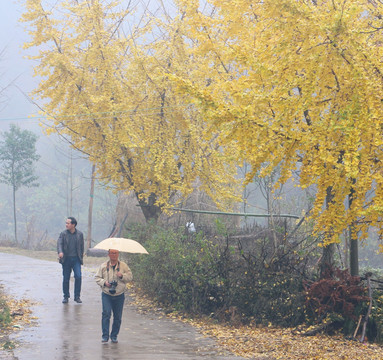 雨中漫步 银杏铺地宛若