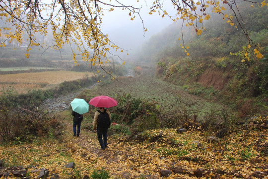 雨中漫步 银杏铺地宛若