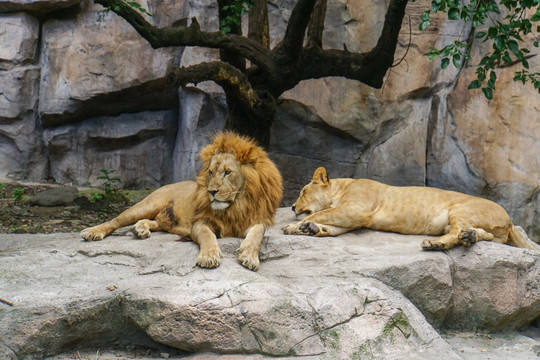 动物园 狮子