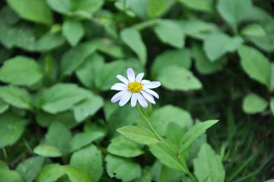 马兰花