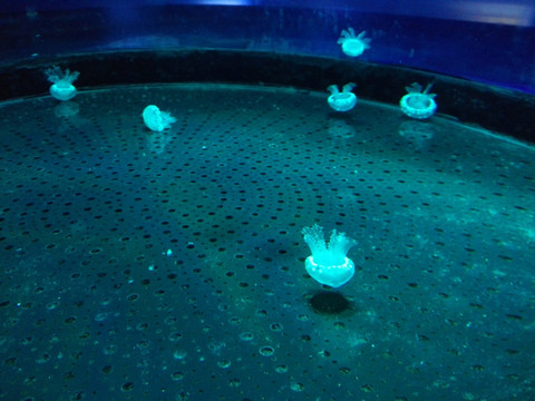 水母 海月水母幼体
