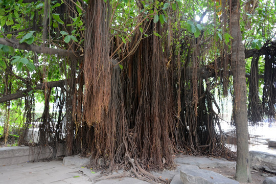 榕樹(shù)須