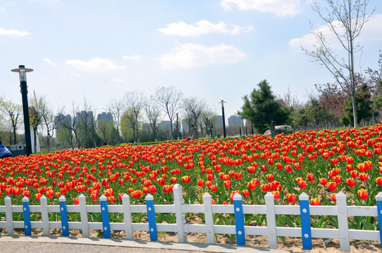 红色郁金香花园
