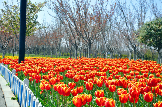 郁金香花园