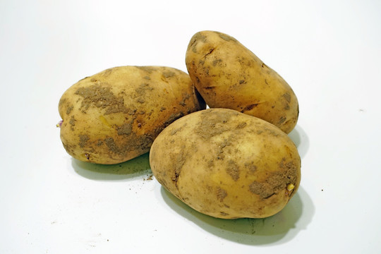 土豆素材  马铃薯素材